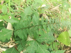 Myriopteris microphylla