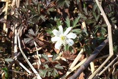 Anemonoides amurensis