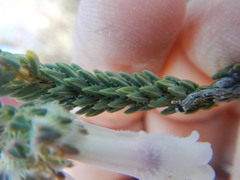 Erica strigilifolia