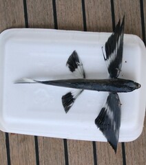 Bandwing Flyingfish photo 3