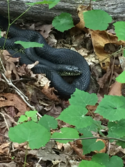 Lampropeltis nigra