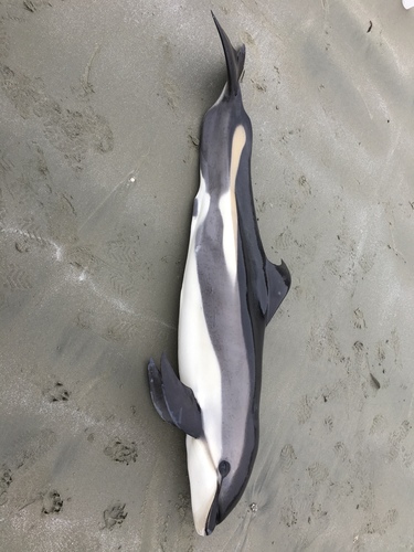 Atlantic White-sided Dolphin photographed in Massachusetts