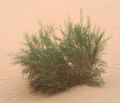 Haloxylon persicum