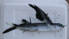 Bandwing Flyingfish photo 4