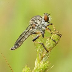 Ommatius floridensis