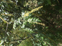 Weinmannia pubescens