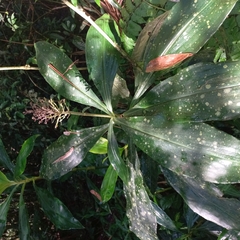 Dichorisandra paranaensis, photograph Patrícia Mees, CC BY, iNaturalist via GBIF