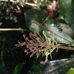 Dichorisandra paranaensis, photograph Patrícia Mees, CC BY, iNaturalist via GBIF