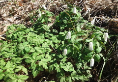 Anemonoides altaica