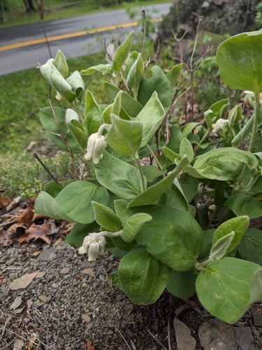 Image of Clematis coactilis by (c) Alaina Krakowiak, some rights reserved (CC BY)