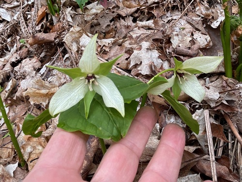 Trillium erectum