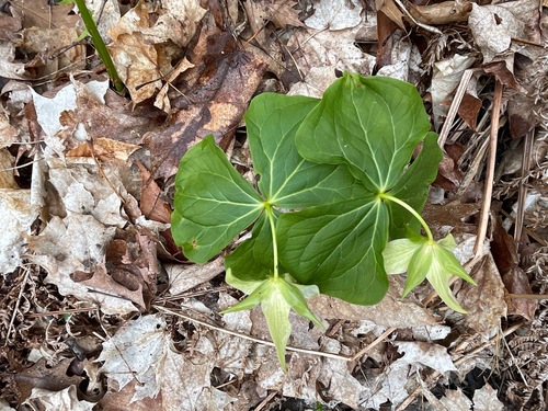 Trillium erectum