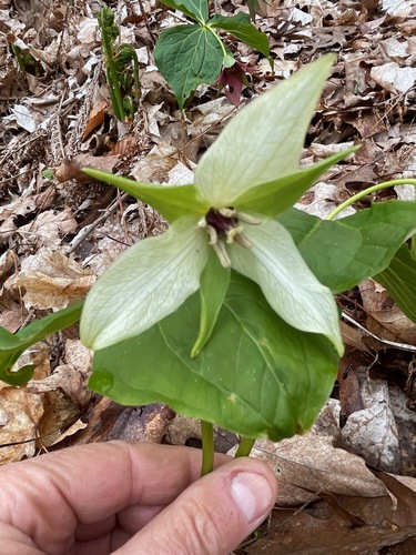 Trillium erectum