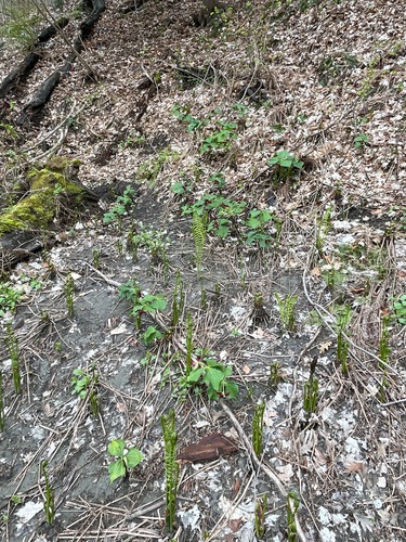 Trillium erectum