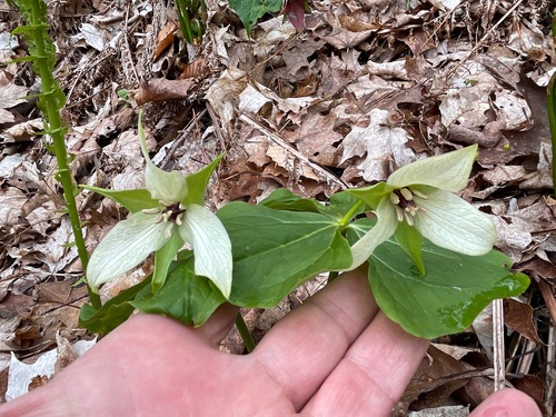 Trillium erectum