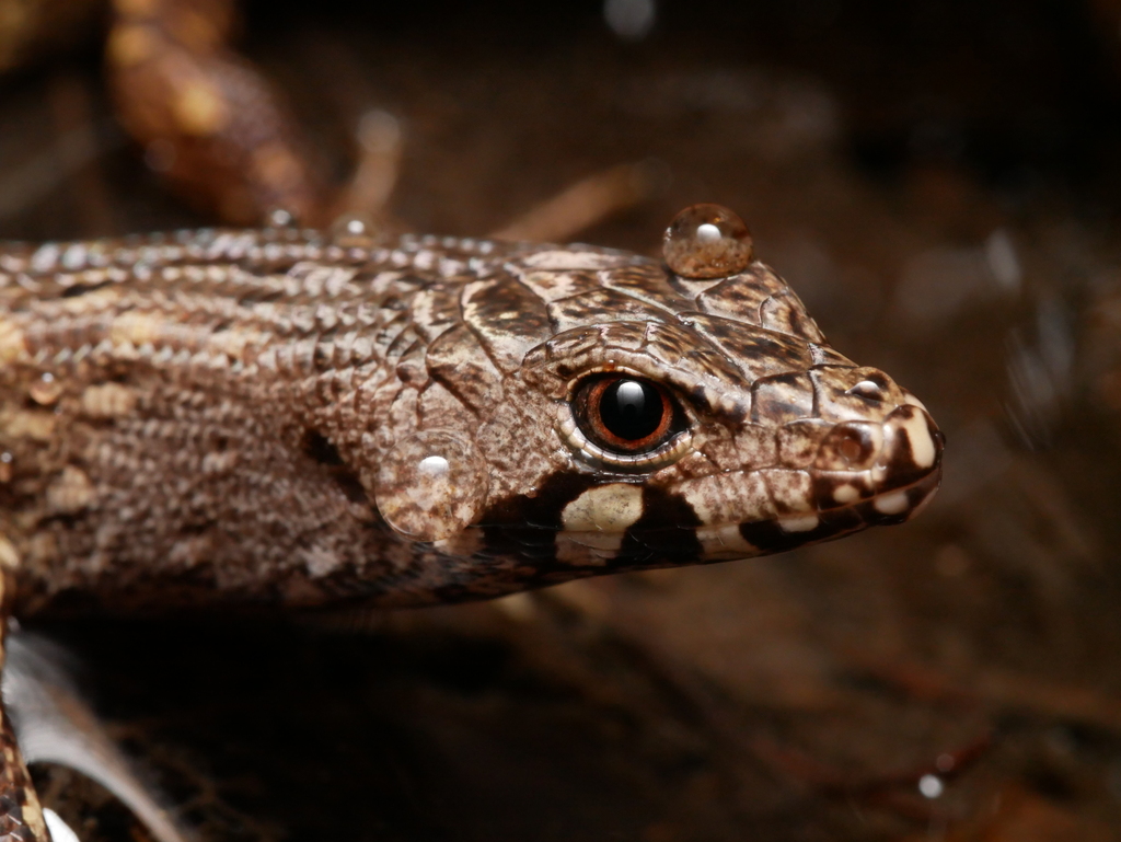 Chevron Skink