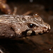 Chevron Skink - Photo (c) Keegan Tinsel, some rights reserved (CC BY-NC), uploaded by Keegan Tinsel
