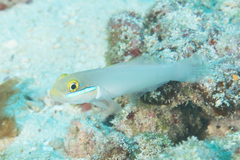 Valenciennea strigata