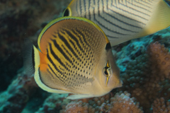 Chaetodon pelewensis