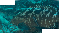 Epinephelus