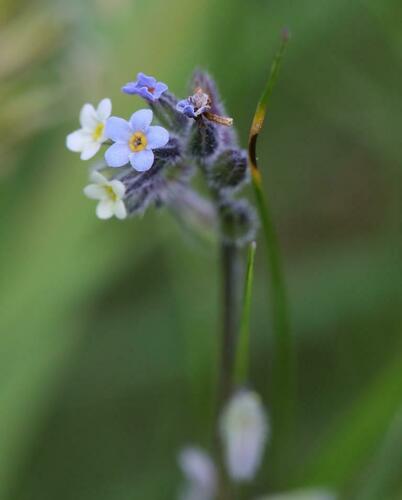 Myosotis discolor