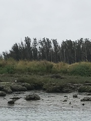 Zalophus californianus