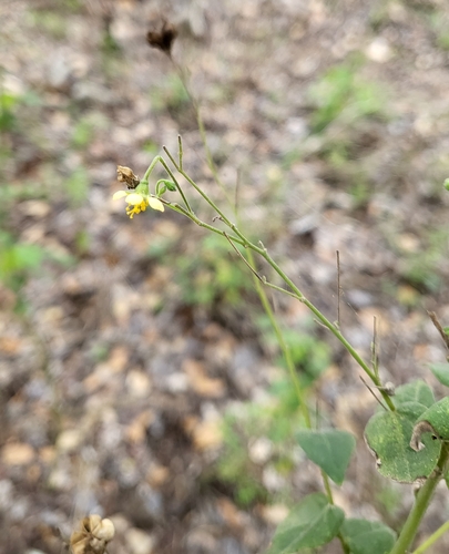 Image of Wissadula amplissima by (c) Nicole, some rights reserved (CC BY)
