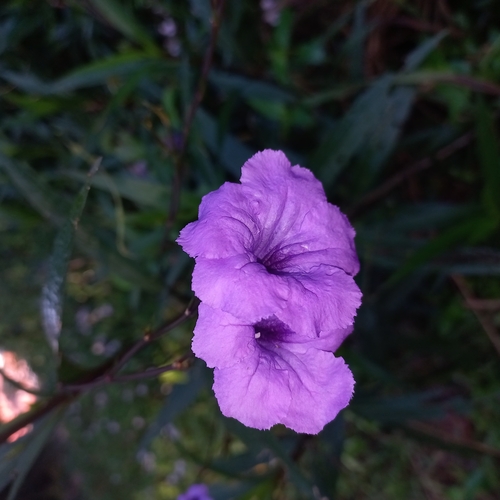 Ruellia simplex