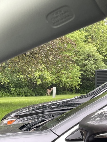 White-tailed Deer photographed in Kansas