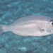 Eyebrowed Large-eye Bream - Photo (c) Mark Rosenstein, some rights reserved (CC BY-NC), uploaded by Mark Rosenstein
