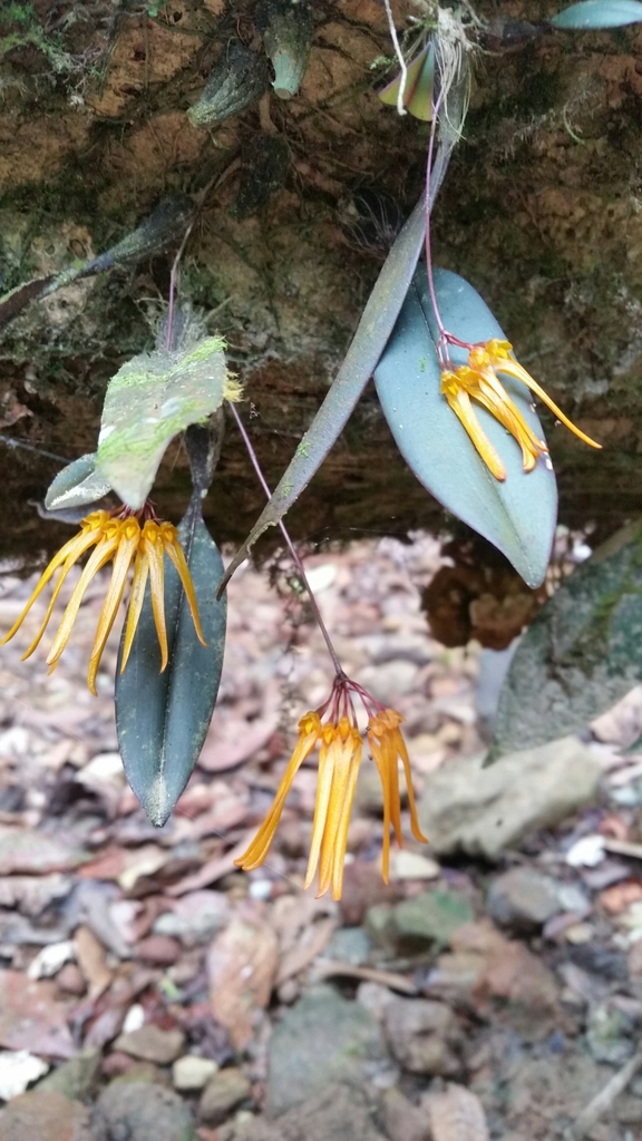Bulbophyllum thaiorum J.J.Sm. 2
