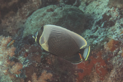 Chaetodon reticulatus
