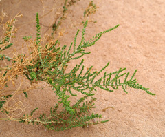 Caroxylon imbricatum