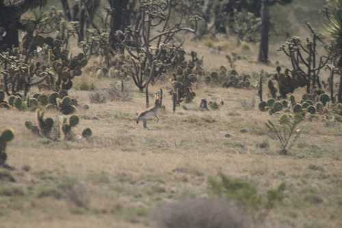 Lepus callotis