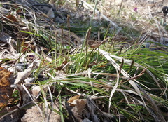 Carex pediformis macroura