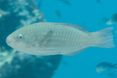 Scarus globiceps