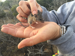 Peromyscus fraterculus