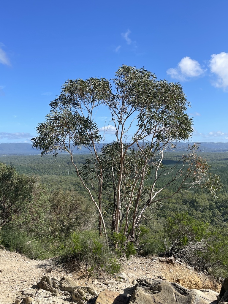 Mount Beerwah Mallee