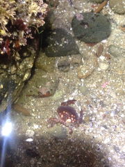 Cycloxanthops novemdentatus