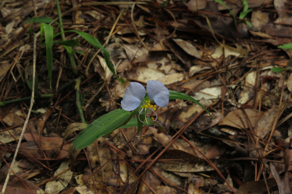 Lady Dayflower in May 2024 by David A. Harrison · iNaturalist