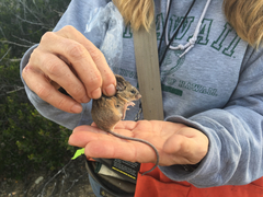 Peromyscus fraterculus