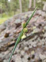 Sisyrinchieae