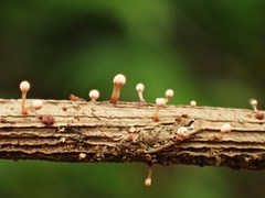 Nectria pseudotrichia
