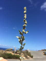 Atriplex glauca