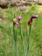 Sisyrinchieae