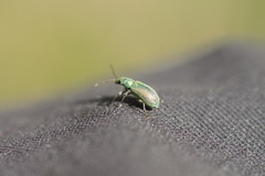 Phyllobius argentatus