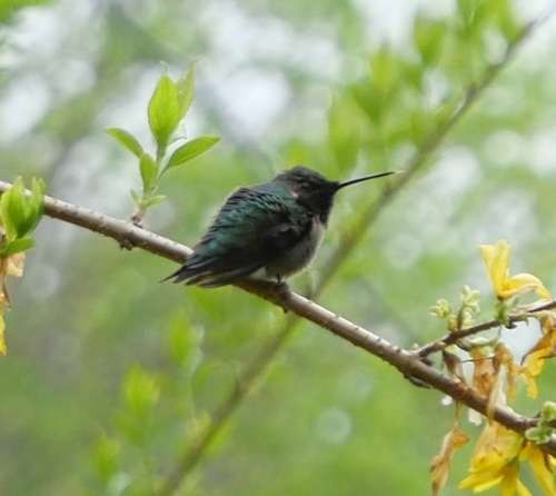 Ruby-throated Hummingbird photographed in Rhode Island