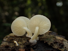 Hemimycena cucullata