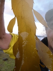 Desmarestia ligulata