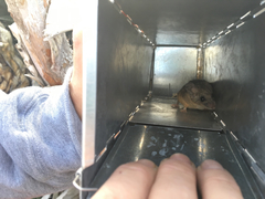 Peromyscus fraterculus